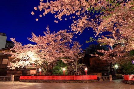 祇園　桜.jpg